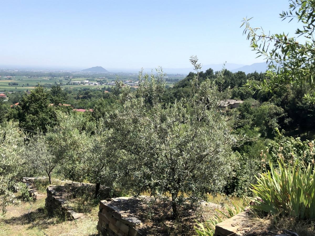 FRUTTETO - VIGNETO FRUTTETO - VIGNETO